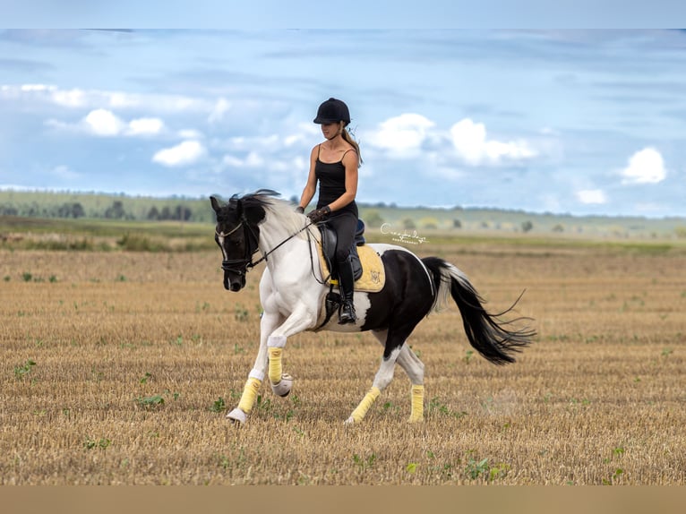 Más ponis/caballos pequeños Yegua 4 años 153 cm Pío in Poznań