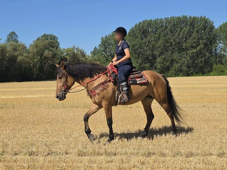 Más ponis/caballos pequeños Yegua 4 años 154 cm Bayo in Linkenbach