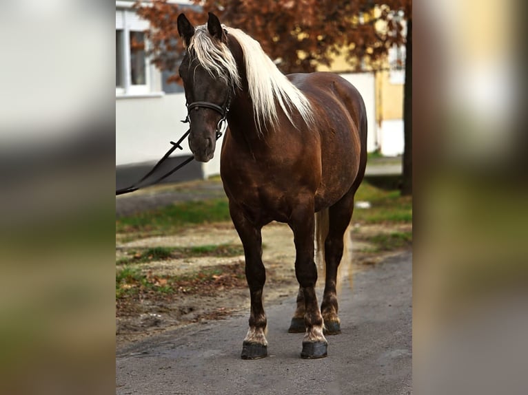 Más ponis/caballos pequeños Yegua 4 años 155 cm Castaño in Békéscsaba