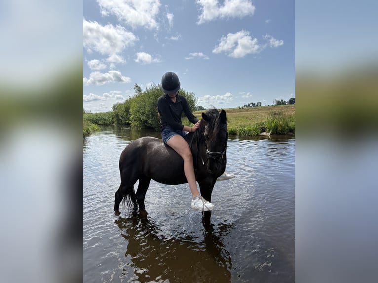 Más ponis/caballos pequeños Yegua 4 años 155 cm Negro in Bergen (NH)