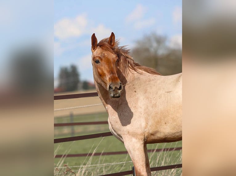 Más ponis/caballos pequeños Yegua 4 años 160 cm Ruano alazán in Pastetten