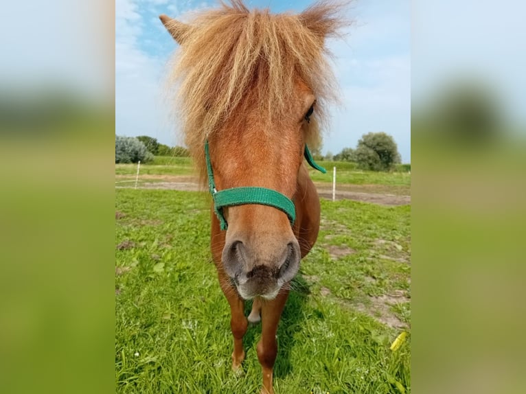 Más ponis/caballos pequeños Yegua 4 años 84 cm Alazán in Berlare