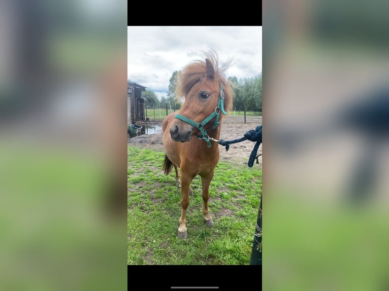 Más ponis/caballos pequeños Yegua 4 años 84 cm Alazán in Berlare