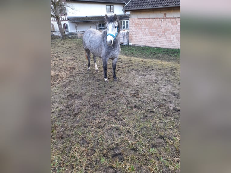 Más ponis/caballos pequeños Mestizo Yegua 5 años 123 cm in Bad Saulgau