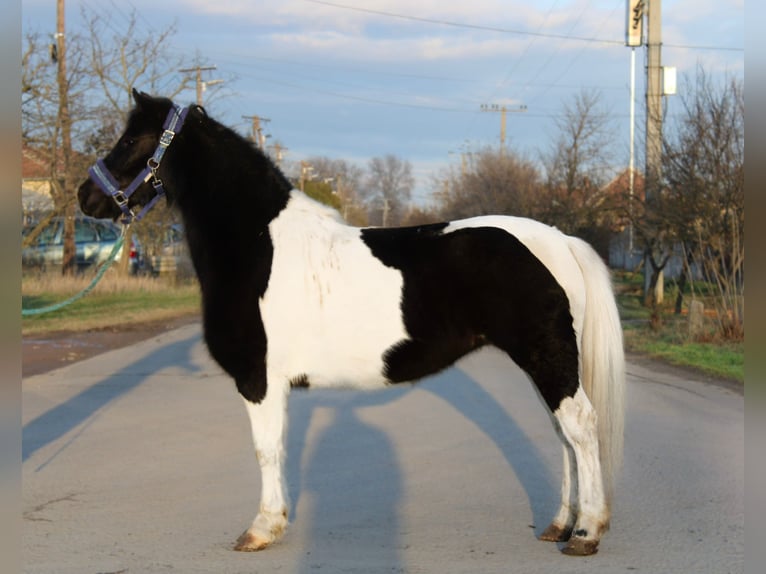 Más ponis/caballos pequeños Yegua 5 años 123 cm Pío in Békés