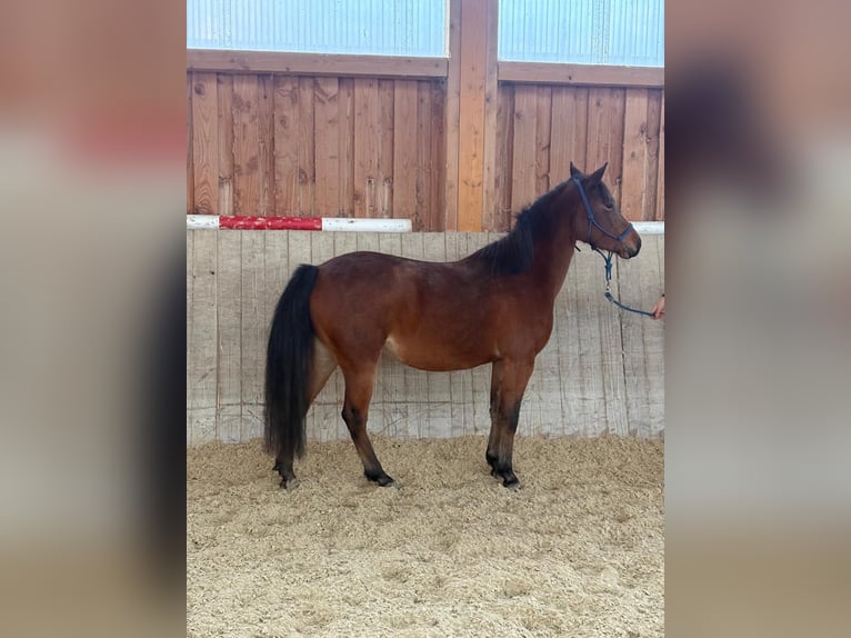 Más ponis/caballos pequeños Yegua 5 años 128 cm Alazán-tostado in Dorfbeuern