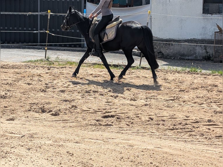 Más ponis/caballos pequeños Yegua 5 años 128 cm Negro in Morsbach