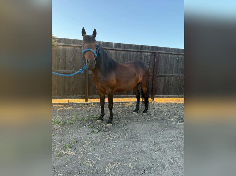 Más ponis/caballos pequeños Yegua 5 años 132 cm Castaño rojizo in Dos Palos
