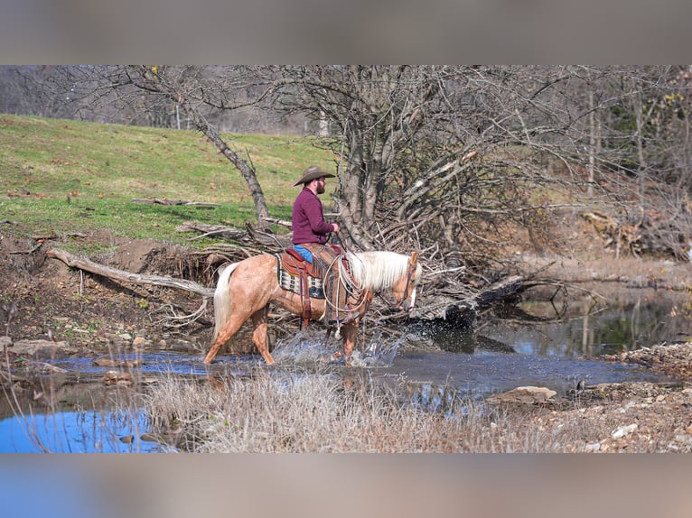 Más ponis/caballos pequeños Yegua 5 años 135 cm Palomino in Weaubleau