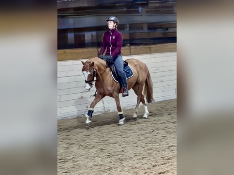 Más ponis/caballos pequeños Yegua 5 años 140 cm Alazán in Pelmberg