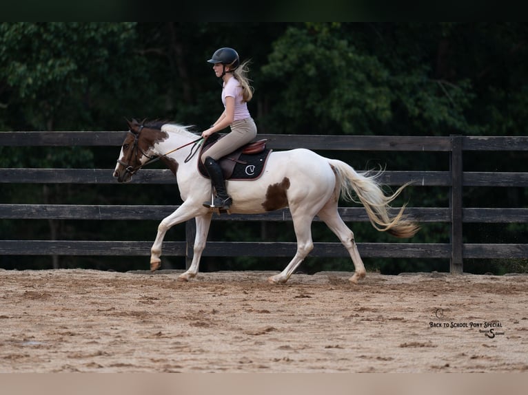 Más ponis/caballos pequeños Yegua 5 años 140 cm Pío in Bogard
