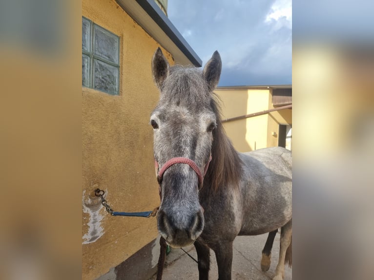 Más ponis/caballos pequeños Mestizo Yegua 5 años 143 cm Musgo in Schwarzenbruck
