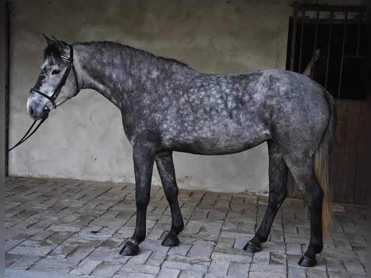 Más ponis/caballos pequeños Yegua 5 años 143 cm Tordo rodado in Neu Gaarz