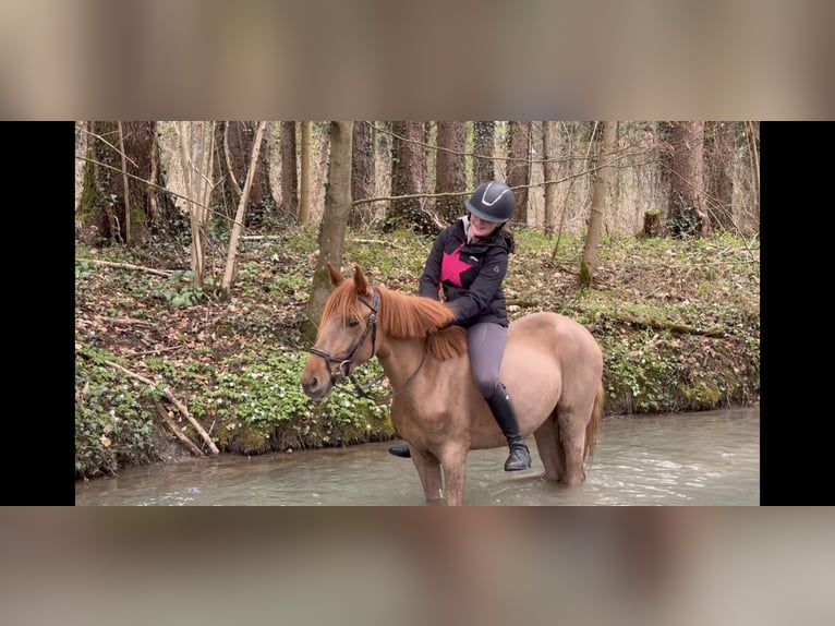 Más ponis/caballos pequeños Yegua 5 años 144 cm Alazán in Schlins