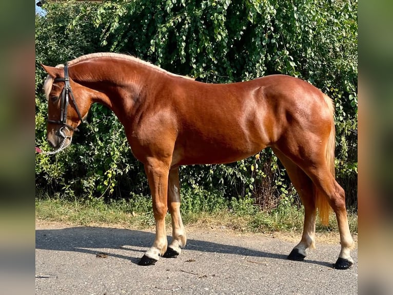 Más ponis/caballos pequeños Yegua 5 años 145 cm Alazán in Mez&#x151;hegyes