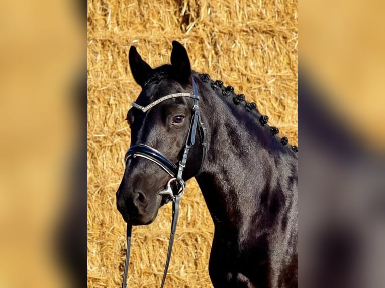Más ponis/caballos pequeños Yegua 5 años 145 cm Negro in Gyula