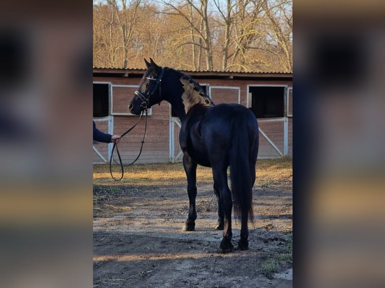 Más ponis/caballos pequeños Yegua 5 años 145 cm Negro in Gyula