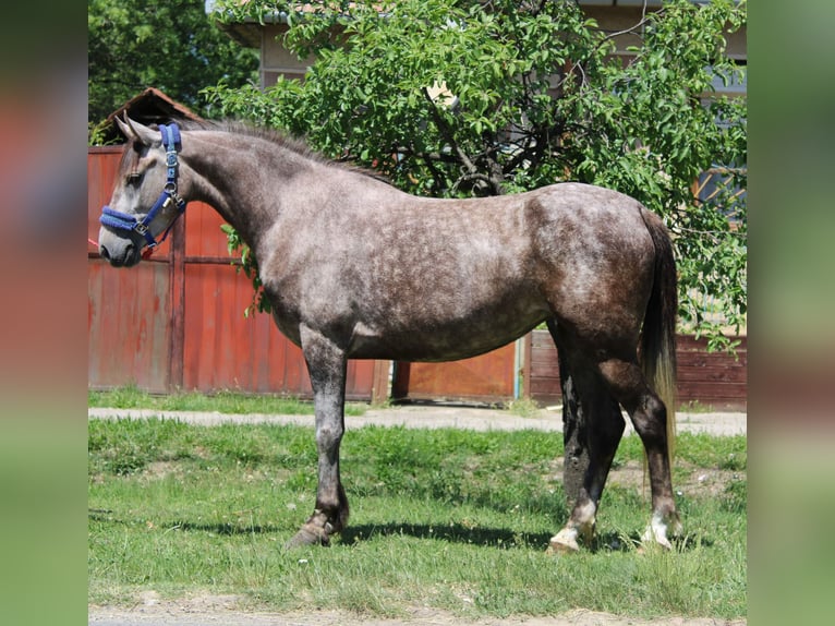 Más ponis/caballos pequeños Yegua 5 años 145 cm Tordo rodado in Békés