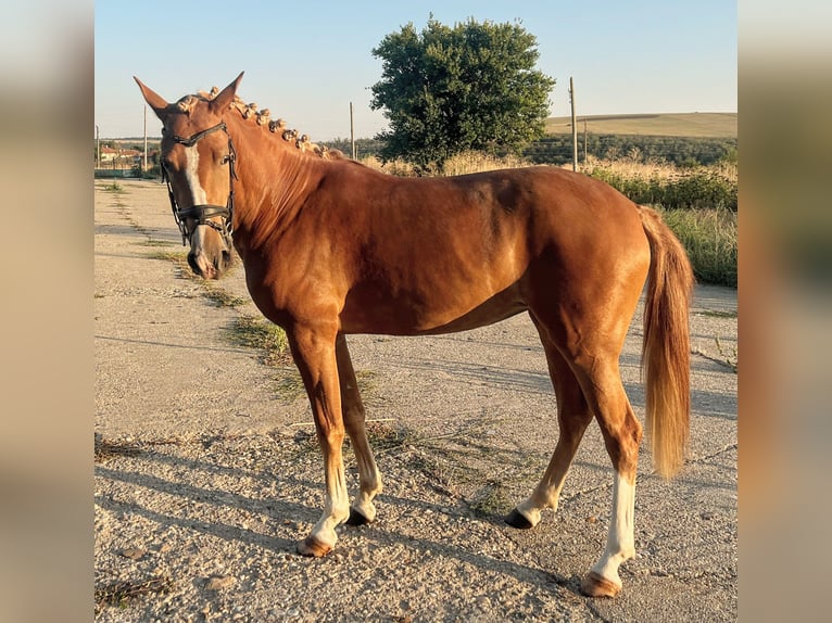 Más ponis/caballos pequeños Mestizo Yegua 5 años 146 cm Alazán in Senovo