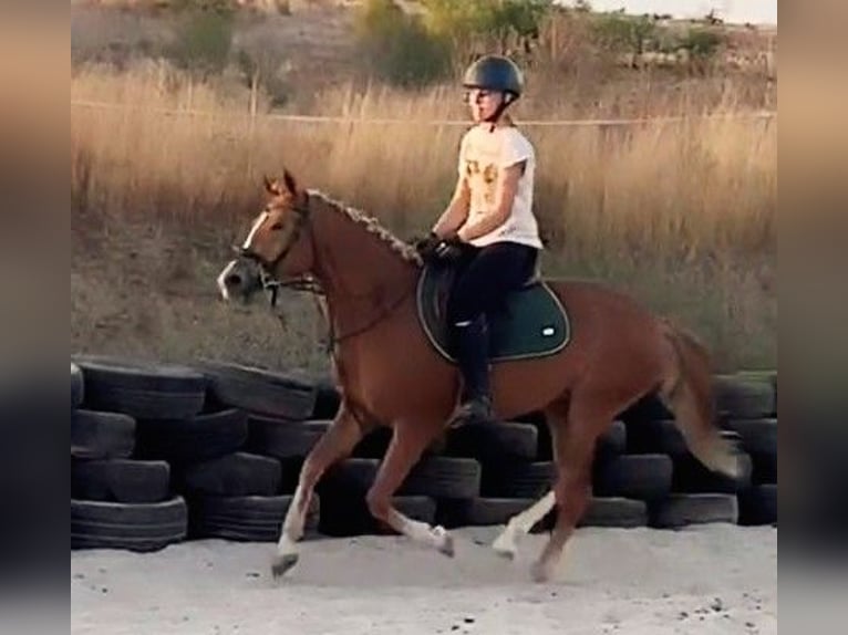 Más ponis/caballos pequeños Mestizo Yegua 5 años 146 cm Alazán in Senovo