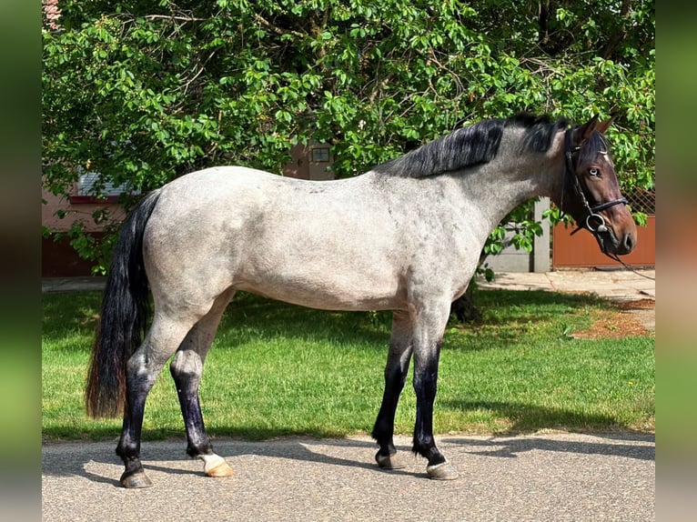 Más ponis/caballos pequeños Yegua 5 años 147 cm Ruano azulado in Neu Gaarz