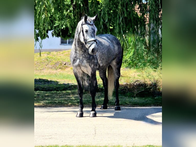Más ponis/caballos pequeños Yegua 5 años 147 cm Tordo rodado in Neu Gaarz