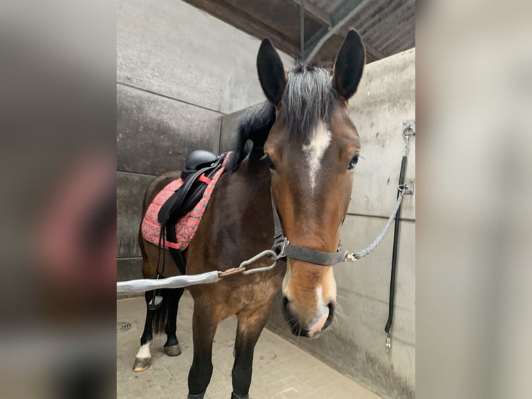Más ponis/caballos pequeños Yegua 5 años 148 cm Castaño in Kapellen