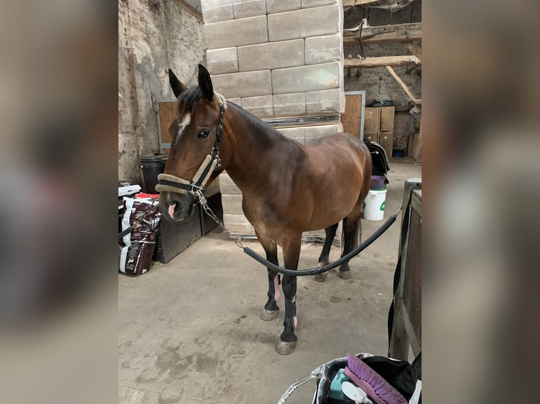 Más ponis/caballos pequeños Yegua 5 años 148 cm Castaño in Kapellen