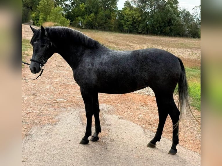 Más ponis/caballos pequeños Yegua 5 años 148 cm Tordo rodado in Wagendorf