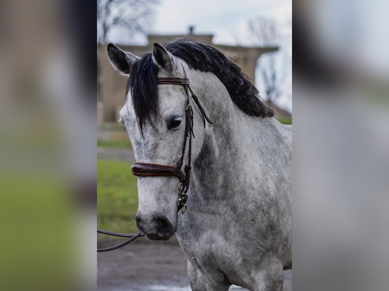 Más ponis/caballos pequeños Yegua 5 años 149 cm Tordo rodado in Békéscsaba