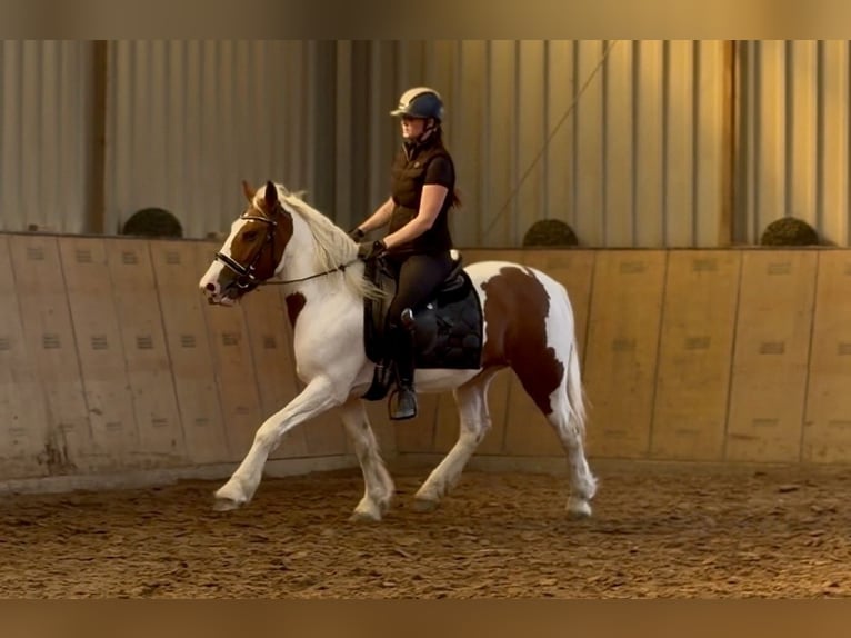 Más ponis/caballos pequeños Yegua 5 años 150 cm Pío in Neustadt (Wied)