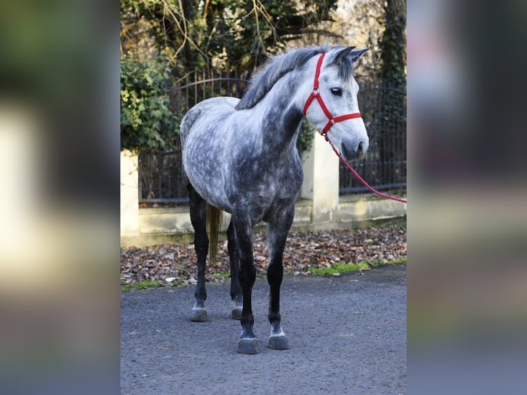 Más ponis/caballos pequeños Yegua 5 años 150 cm Tordo rodado in Békéscsaba