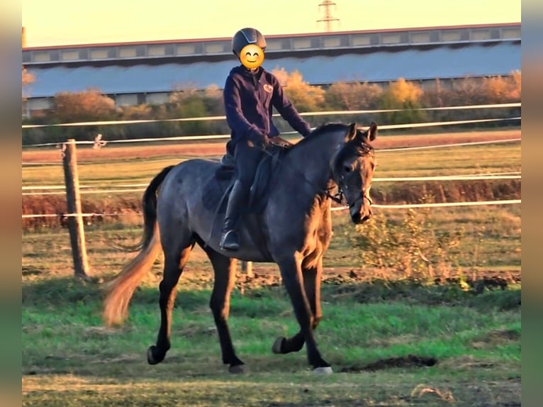 Más ponis/caballos pequeños Yegua 5 años 150 cm Tordo ruano in B&#xE9;k&#xE9;scsaba