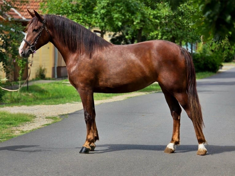 Más ponis/caballos pequeños Yegua 5 años 152 cm Alazán-tostado in B&#xE9;k&#xE9;scsaba