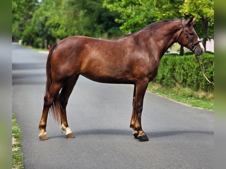 Más ponis/caballos pequeños Yegua 5 años 152 cm Alazán-tostado in B&#xE9;k&#xE9;scsaba