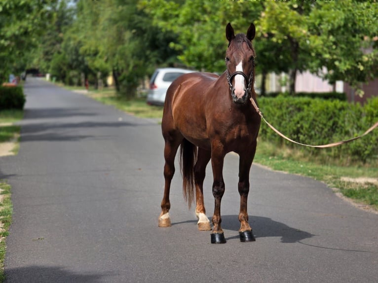 Más ponis/caballos pequeños Yegua 5 años 152 cm Alazán-tostado in B&#xE9;k&#xE9;scsaba