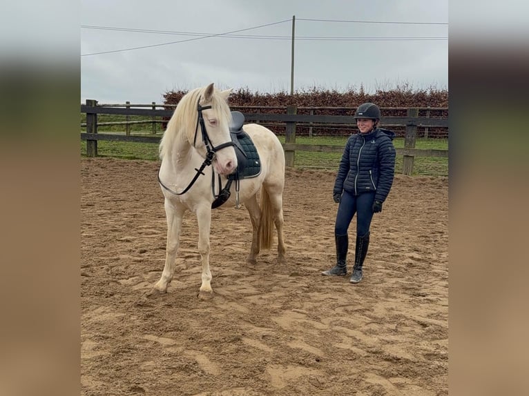 Más ponis/caballos pequeños Yegua 5 años 152 cm Cremello in Daleiden