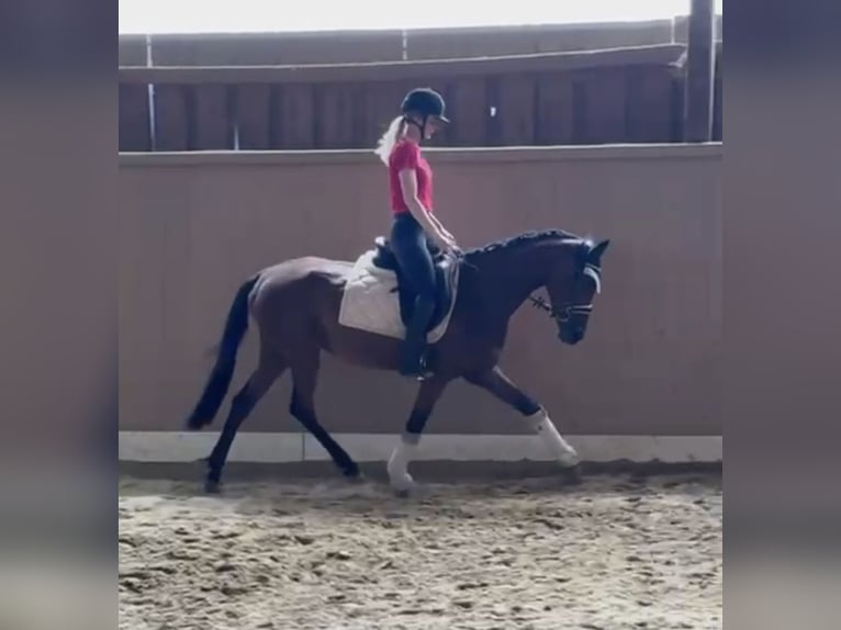 Más ponis/caballos pequeños Yegua 5 años 155 cm Castaño oscuro in Raubling