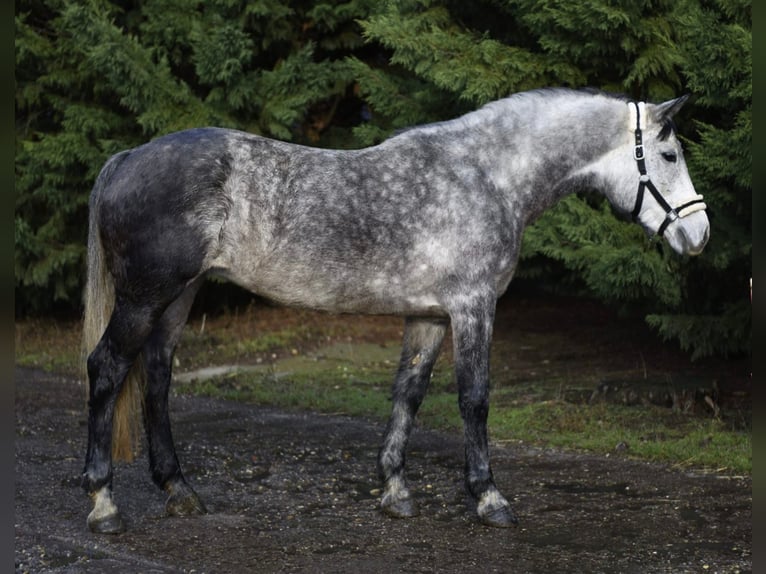 Más ponis/caballos pequeños Yegua 5 años 155 cm Tordo rodado in Békéscsaba