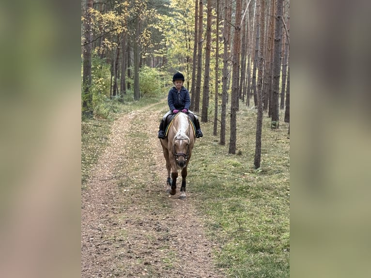 Más ponis/caballos pequeños Mestizo Yegua 5 años 157 cm Palomino in Burgwedel