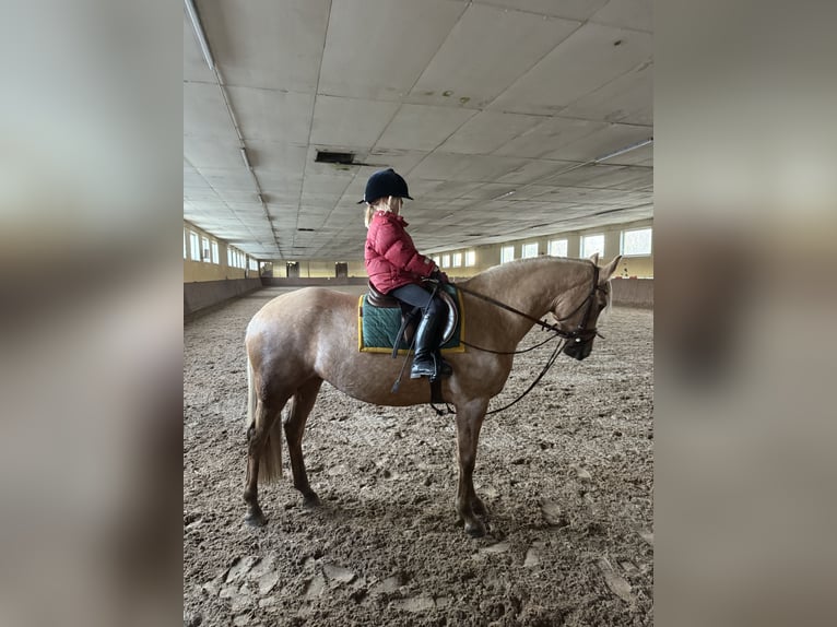 Más ponis/caballos pequeños Mestizo Yegua 5 años 157 cm Palomino in Burgwedel