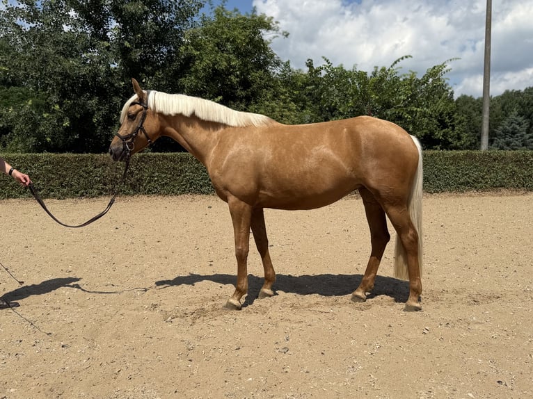 Más ponis/caballos pequeños Mestizo Yegua 5 años 157 cm Palomino in Burgwedel