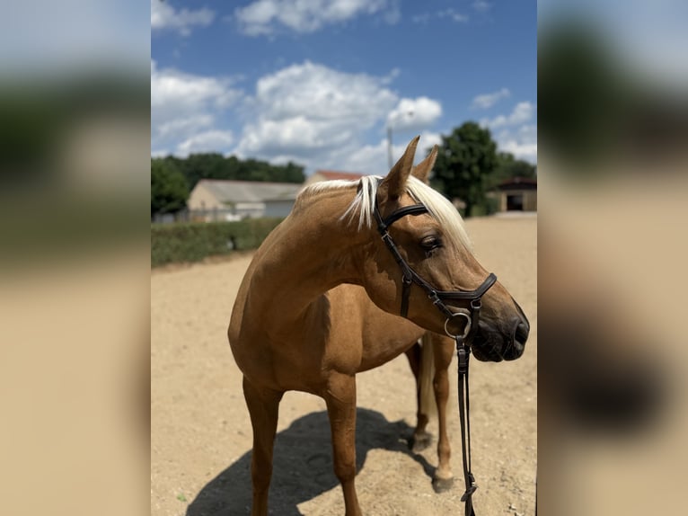 Más ponis/caballos pequeños Mestizo Yegua 5 años 157 cm Palomino in Burgwedel