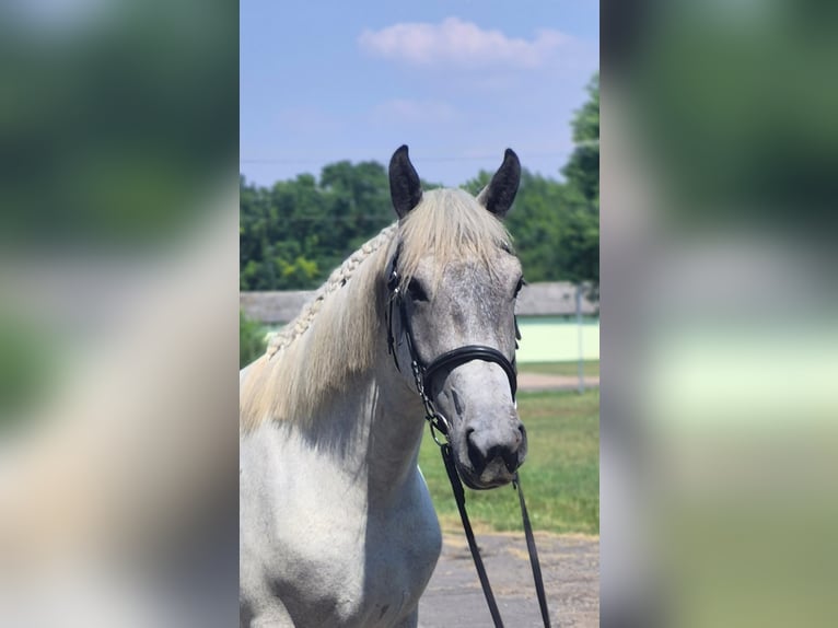 Más ponis/caballos pequeños Yegua 5 años 159 cm Tordo in Neu Gaarz