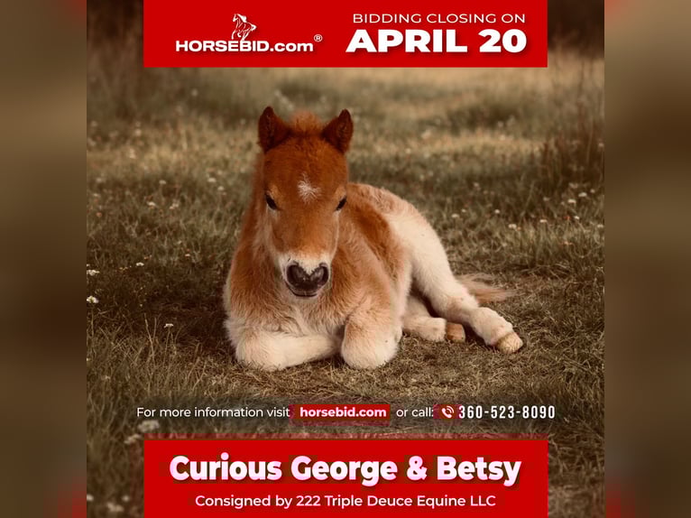 Más ponis/caballos pequeños Yegua 5 años 81 cm Pío in Cisco