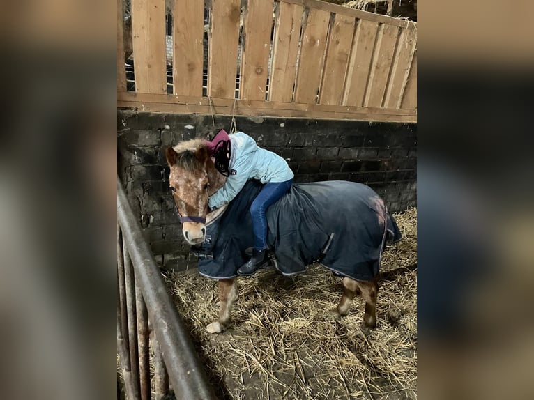 Más ponis/caballos pequeños Mestizo Yegua 6 años 112 cm in Bunde
