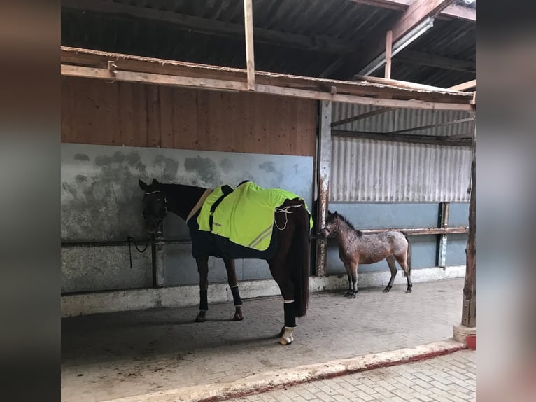 Más ponis/caballos pequeños Mestizo Yegua 6 años 112 cm in Bunde
