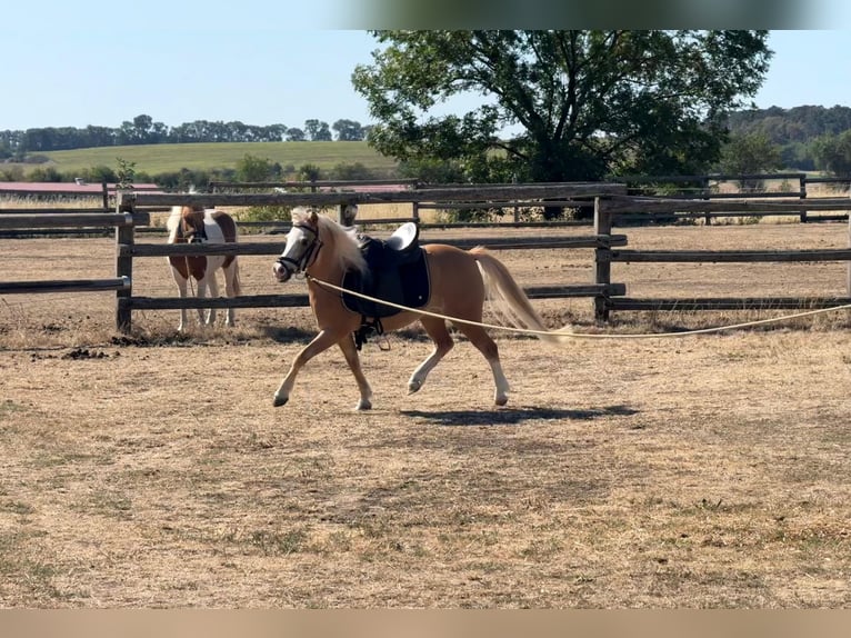 Más ponis/caballos pequeños Yegua 6 años 115 cm Palomino in Rechnitz
