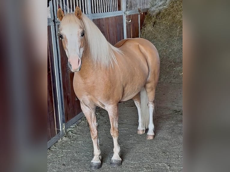 Más ponis/caballos pequeños Yegua 6 años 115 cm Palomino in Rechnitz