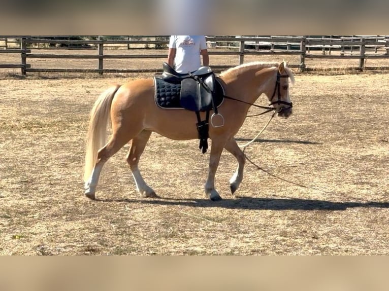 Más ponis/caballos pequeños Yegua 6 años 115 cm Palomino in Rechnitz